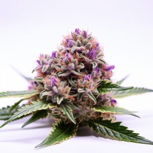 Skywalker Strain Feminized Cannabis Seeds