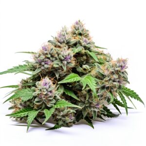 Somango Strain Feminized Cannabis Seeds