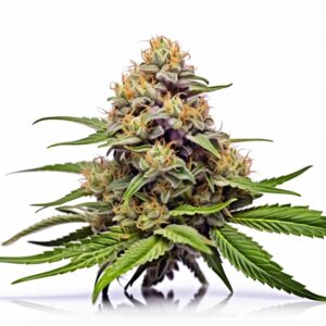 Sour Flower Strain Autoflowering Cannabis Seeds
