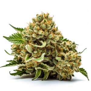 Sour Jack Strain Feminized Cannabis Seeds