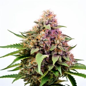 Sour Kush Feminized Cannabis Seeds