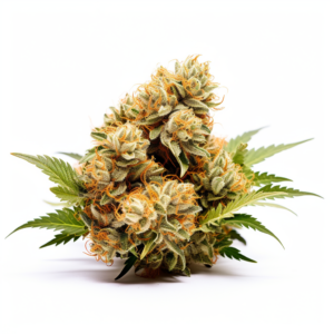 Orange Bud Strain Feminized Cannabis Seeds