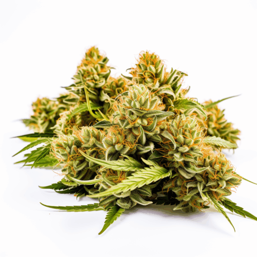 Orange Bud Strain