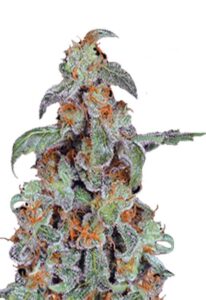 Orange Bud Feminized Cannabis Seeds
