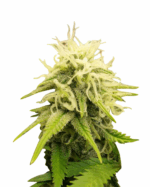 Orange Bud Strain Feminized Cannabis Seeds