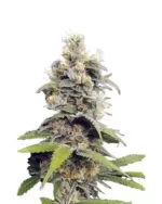 Orange Creamsicle Strain Feminized Cannabis Seeds
