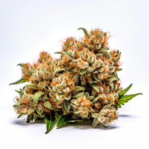 Oregon Peach Strain Feminized Cannabis Seeds