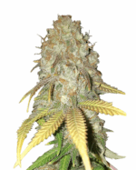 Oregon Peach Strain Feminized Cannabis Seeds