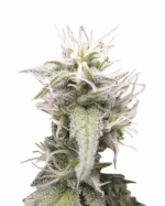 Oregon Underdawg Strain Feminized Cannabis Seeds
