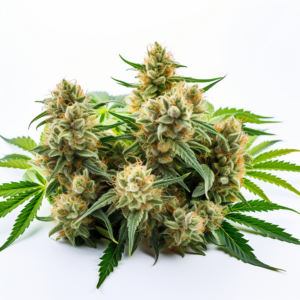 Original Cheese Strain Feminized Cannabis Seeds