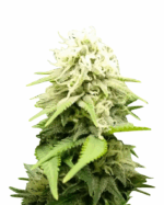 Original Cheese Strain Feminized Cannabis Seeds