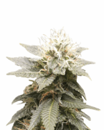 Original Lemon Pie Strain Feminized Cannabis Seeds