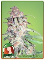 Papaya Glue Strain Feminized
