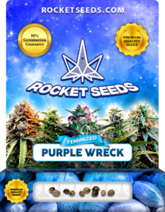 Purple Wreck Strain Feminized Cannabis Seeds 