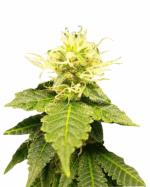 Panama Strain Feminized Cannabis Seeds