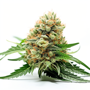 Papaya Glue Strain Feminized Cannabis Seeds