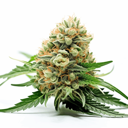 Papaya Glue Strain