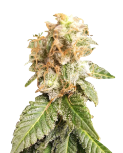 Papaya Glue Strain Feminized Cannabis Seeds