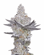 Peanut Butter Cake Strain Feminized Cannabis Seeds