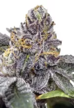 Peanut Butter Haze Feminized Cannabis Seeds