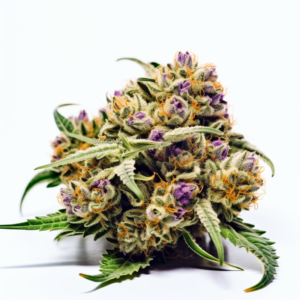 Phantom Cookies Strain Feminized Cannabis Seeds