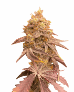 Phantom Cookies Strain Feminized Cannabis Seeds