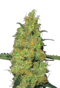 Pineapple Strain Autoflowering Cannabis Seeds