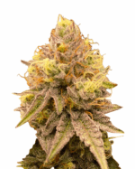 Pineapple Express Strain Feminized Cannabis Seeds