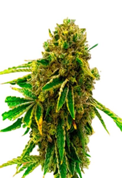 Pineapple Haze Feminized Cannabis Seeds