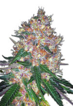 Pink Runtz Strain Autoflowering Cannabis Seeds