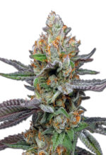 Pink Sunset Strain Autoflowering Cannabis Seeds