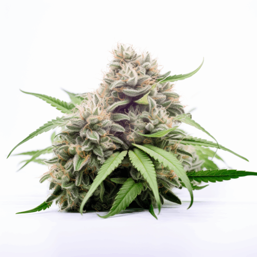 Platinum Cookies Strain