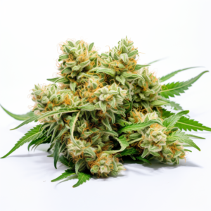 Platinum Cookies Strain Feminized Cannabis Seeds