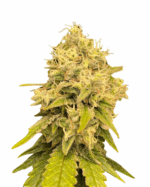 Platinum Cookies Strain Feminized Cannabis Seeds