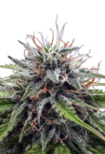 Poison Berry Strain Autoflowering Cannabis Seeds