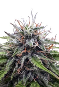 Poison Berry Strain Autoflowering Cannabis Seeds