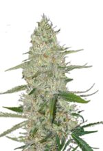Power Plant Strain Feminized Cannabis Seeds