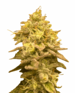 Psycho Crack Strain Feminized Cannabis Seeds