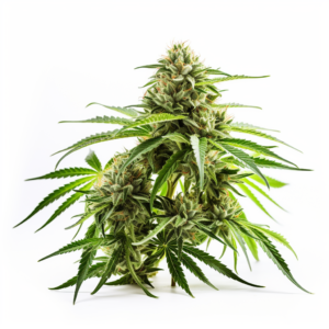 Pure Indica Strain Feminized Cannabis Seeds