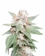 Pure Indica Strain Feminized Cannabis Seeds
