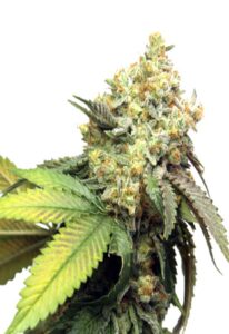 Pure Kush Feminized Cannabis Seeds