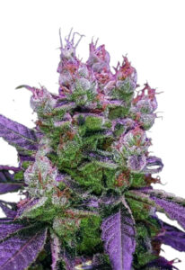 Purple Dream Feminized Fast Version Cannabis Seeds