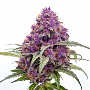 Purple Dream Strain Feminized Fast Version Cannabis Seeds 