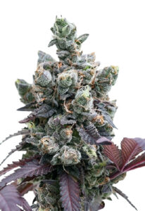 Purple Gelato Feminized Marijuana Seeds
