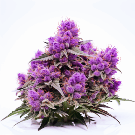 Purple Gelato Strain