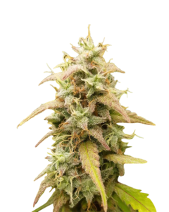Purple Gelato Strain Feminized Cannabis Seeds 