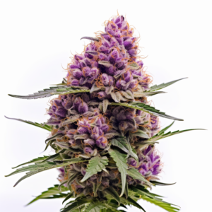 Purple Haze Autoflowering Cannabis Seeds 