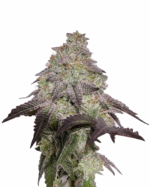 Purple Haze Autoflowering Cannabis Seeds 