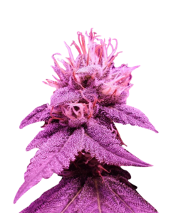 Purple Haze Feminized Cannabis Seeds 