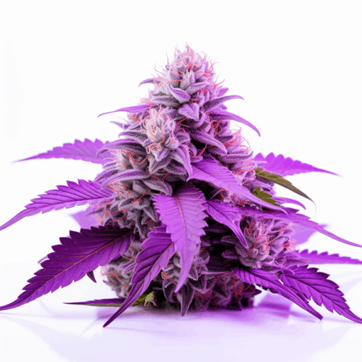 Purple Haze